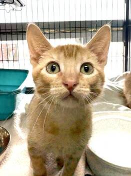 Cheeto -  Domestic Short Hair Cat for Adoption in New Orleans, Louisiana - Cheeto | PetCurious