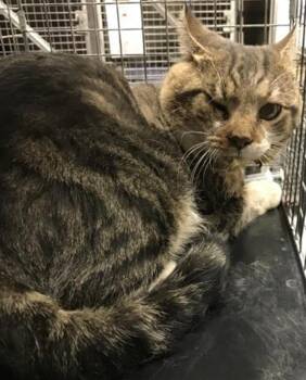 Rescue Domestic Short Hair Cats for Adoption in Conroe, Texas - A420547 | PetCurious