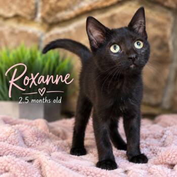 Roxanne -  Domestic Short Hair Cat for Adoption in Ephrata, Washington - Roxanne | PetCurious