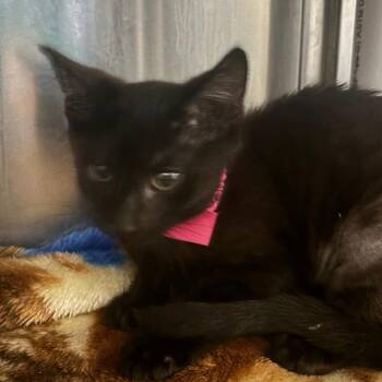 New B -  Domestic Short Hair Cat for Adoption in Lakeland, Florida - New B | PetCurious