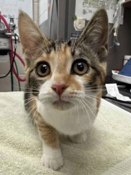 Melon -  Domestic Short Hair Cat for Adoption in Fishers, Indiana - Melon | PetCurious