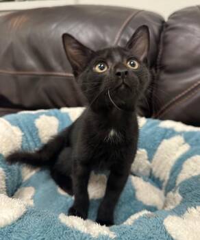 Harry -  Domestic Short Hair Cat for Adoption in Newberg, Oregon - Harry | PetCurious
