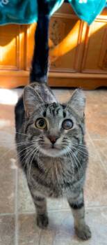 BUTTERCUP (CR-SC) -  Domestic Short Hair Cat for Adoption in Sainte-angèle-de-monnoir, Quebec - BUTTERCUP (CR-SC) | PetCurious