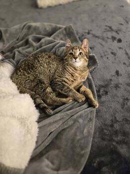 Domestic Short Hair Cats Available for Adoption - Marlee | PetCurious