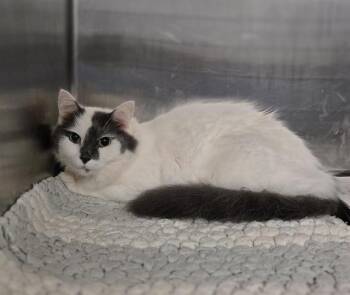 LIL BOY -  Domestic Long Hair Cat for Adoption in Dallas, Texas - LIL BOY | PetCurious