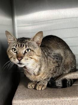 Domestic Short Hair Cats Available for Adoption in Corpus Christi, Texas - RIVER | PetCurious