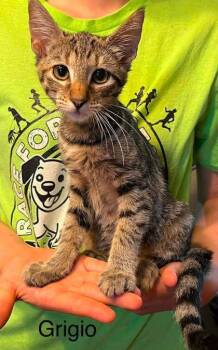 Grigio -  Domestic Short Hair Cat for Adoption in Beatrice, Nebraska - Grigio | PetCurious