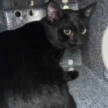 Steely Dan -  Domestic Short Hair Cat for Adoption in Winston-salem, North Carolina - Steely Dan | PetCurious