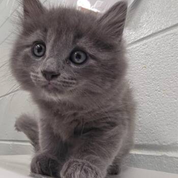 Earl -  Domestic Long Hair Cat for Adoption in Chattanooga, Tennessee - Earl | PetCurious