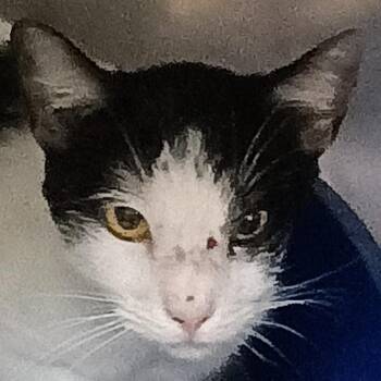 Valentina -  Domestic Short Hair Cat for Adoption in Palestine, Texas - Valentina | PetCurious