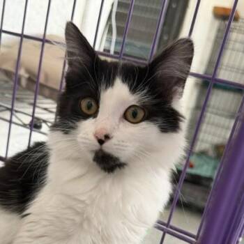 Lime -  Domestic Medium Hair Cat for Adoption in Taos, New Mexico - Lime | PetCurious