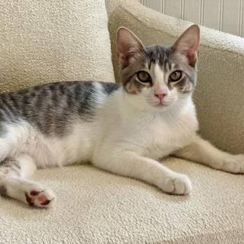 Bentley -  Manx Cat for Adoption in Jupiter, Florida - Bentley | PetCurious