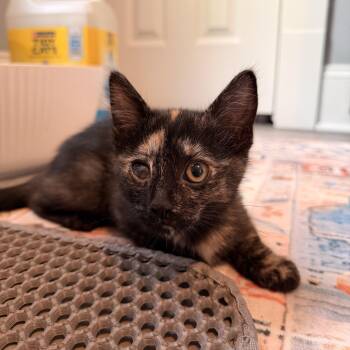 Wazy -  Domestic Short Hair Cat for Adoption in Buffalo, New York - Wazy | PetCurious
