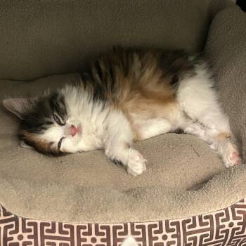 Cinnamon Toast Crunch -  Domestic Medium Hair Cat for Adoption in Emporia, Kansas - Cinnamon Toast Crunch | PetCurious