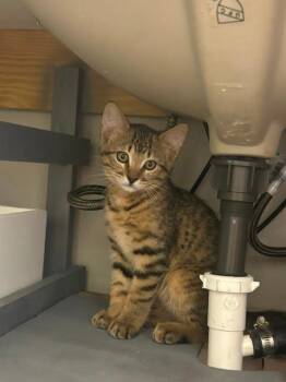 Billy -  Domestic Short Hair Cat for Adoption in The Woodlands, Texas - Billy | PetCurious