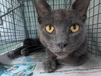 Wattson -  Russian Blue Cat for Adoption in Cedars, Pennsylvania - Wattson | PetCurious