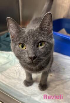 Ravioli -  Russian Blue Cat for Adoption in Las Vegas, Nevada - Ravioli | PetCurious