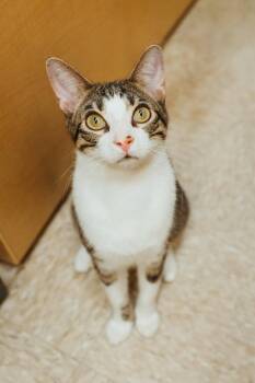 Crackle -  Domestic Short Hair Cat for Adoption in Mckinney, Texas - Crackle | PetCurious