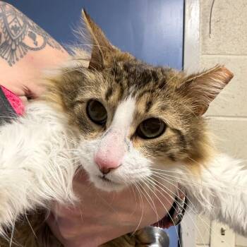 Domestic Long Hair Cats Available for Adoption in Dekalb, Illinois - Scruffy | PetCurious