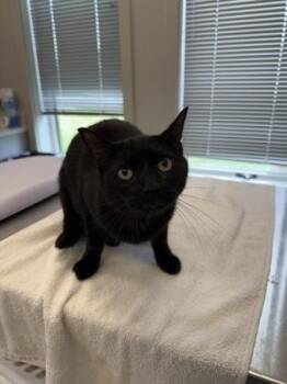 Quarter -  Domestic Short Hair Cat for Adoption in Lafayette, Indiana - Quarter | PetCurious
