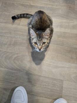 Moira -  Domestic Short Hair Cat for Adoption in Vancouver, Washington - Moira | PetCurious
