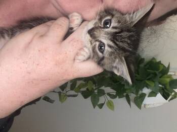 Colossus -  Domestic Short Hair Cat for Adoption in Fruit Heights, Utah - Colossus | PetCurious