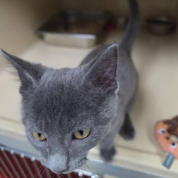 Caspian -  Domestic Short Hair and Russian Blue Cat for Adoption in Clarksville, Virginia - Caspian | PetCurious
