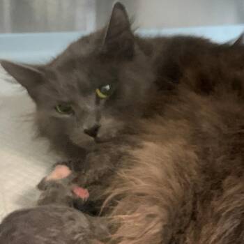 Aurora -  Domestic Long Hair Cat for Adoption in Redwood Valley, California - Aurora | PetCurious