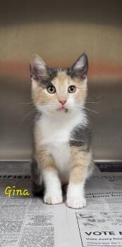 Gina -  Domestic Short Hair Cat for Adoption in Marion, Mississippi - Gina | PetCurious