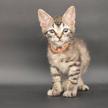 Booker -  Domestic Short Hair Cat for Adoption in Chicago, Illinois - Booker | PetCurious
