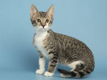 PASCAL -  Domestic Short Hair Cat Available for Adoption in Phoenix, Arizona - PASCAL | PetCurious