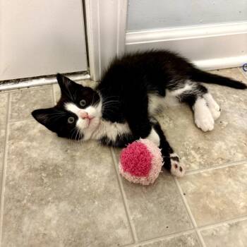 Pickle -  Domestic Short Hair Cat for Adoption in Carmel, Indiana - Pickle | PetCurious