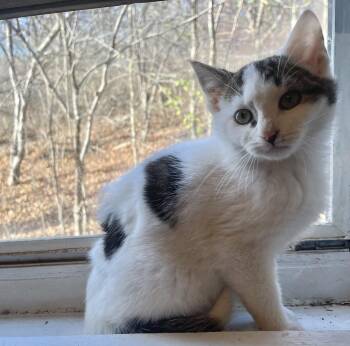 Rescue Domestic Short Hair Cats for Adoption in Troy, New York - Benny | PetCurious