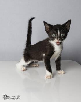 Mcliroy -  Domestic Short Hair Cat for Adoption in Maryville, Tennessee - Mcliroy | PetCurious