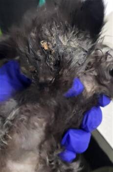 Domestic Medium Hair Cats Available for Adoption in Dallas, Texas - PIE | PetCurious