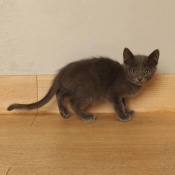 Steel Venom C70754 -  Domestic Short Hair Cat for Adoption in Minnetonka, Minnesota - Steel Venom C70754 | PetCurious