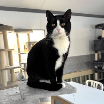 Titan -  Domestic Short Hair Cat for Adoption in Goshen, Indiana - Titan | PetCurious