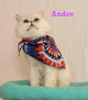 Rescue Persian Cats for Adoption - Andre | PetCurious