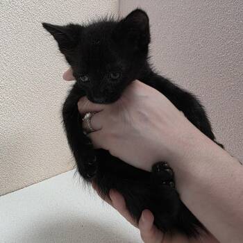 Diamond (white) -  Domestic Short Hair Cat for Adoption in Jupiter, Florida - Diamond (white) | PetCurious