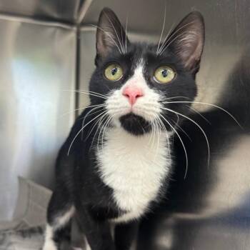 Xyla -  Domestic Short Hair Cat for Adoption in Auburn, Alabama - Xyla | PetCurious