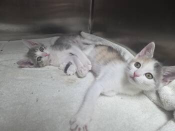 Darcy and Darby -  Domestic Short Hair Cat for Adoption in Mission Viejo, California - Darcy And Darby | PetCurious
