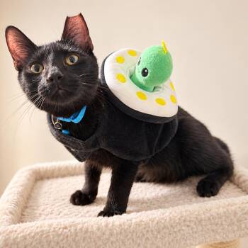 Draco -  Bombay Cat for Adoption in Coral Gables, Florida - Draco | PetCurious