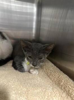 Honey-Bun -  Domestic Short Hair Cat for Adoption in West Chester, Pennsylvania - Honey-Bun | PetCurious