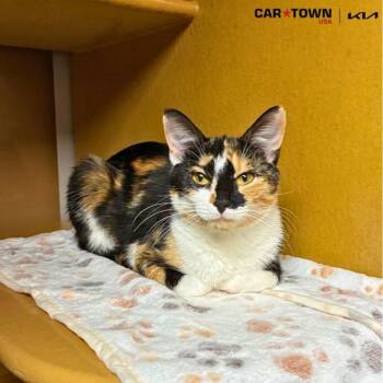 Rescue Domestic Short Hair Cats for Adoption in Lexington, Kentucky - Autumn | PetCurious