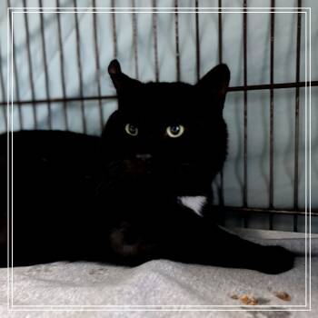 Rescue Domestic Short Hair Cats for Adoption in Vineland, New Jersey - Bagheera | PetCurious