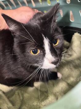 TRINITY -  Domestic Short Hair Cat for Adoption in Louisville, Kentucky - TRINITY | PetCurious