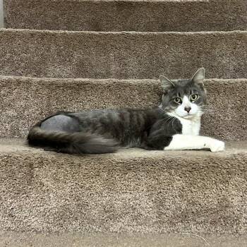 Rescue Domestic Long Hair Cats for Adoption in Mobile, Alabama - ~ Courtesy ~ Sheldon | PetCurious