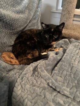 Domestic Short Hair Cats Available for Adoption - Violet | PetCurious