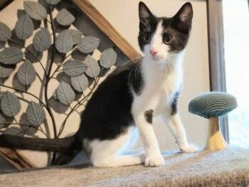 Lin -  Domestic Short Hair Cat for Adoption in Knoxville, Tennessee - Lin | PetCurious