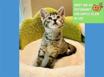 KYLO -  Domestic Short Hair Cat for Adoption in Fort Wayne, Indiana - KYLO | PetCurious